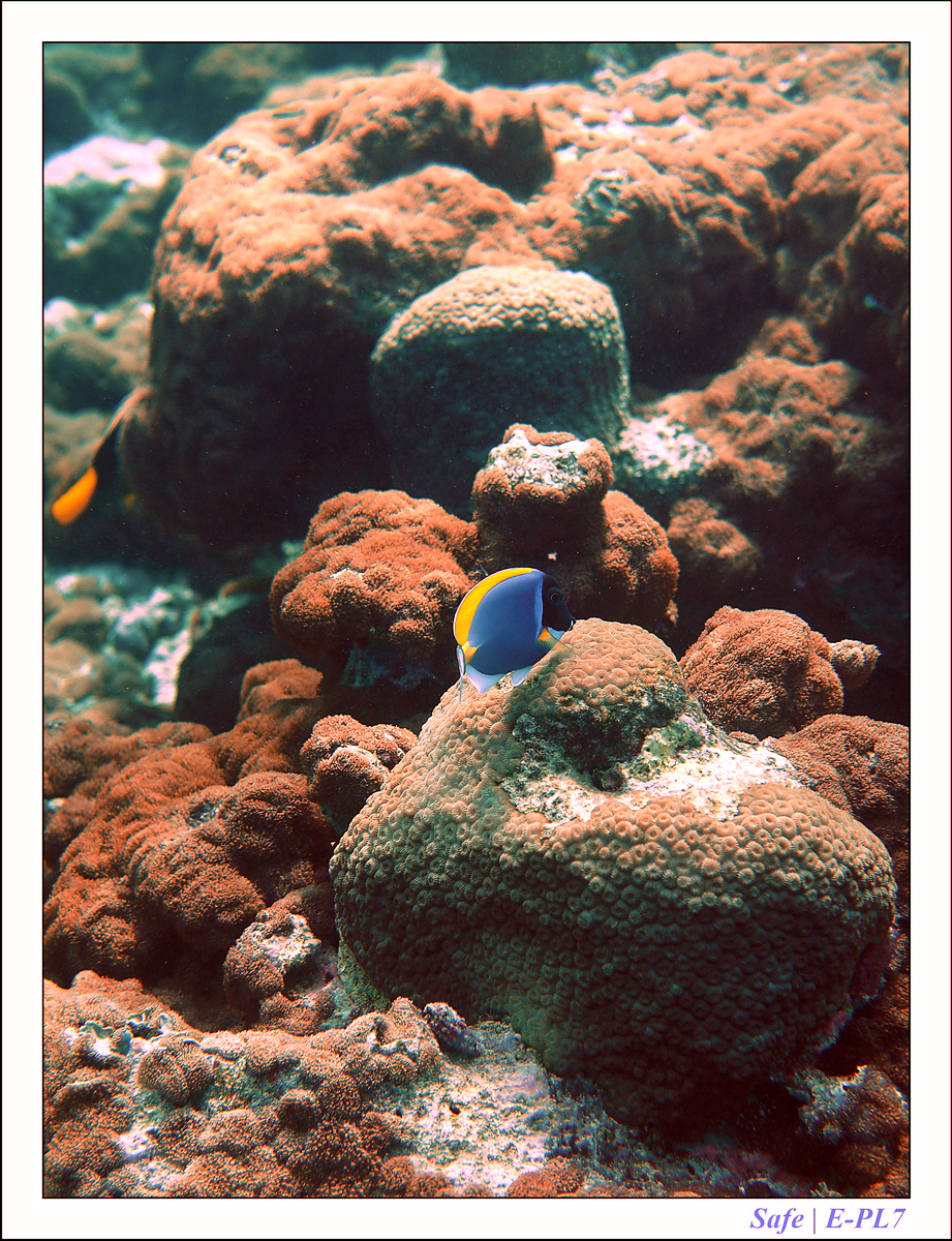 2019 - 07 - Snorkeling maldives - 06